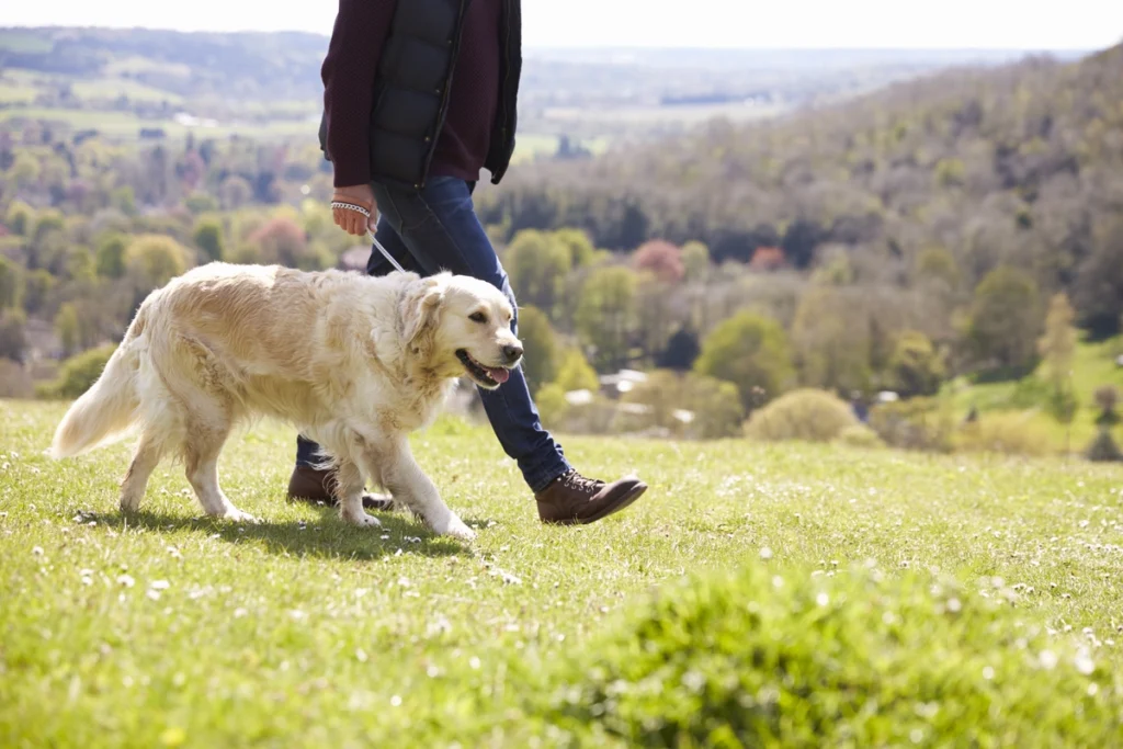 close up of golden retriever on walk in countrysid 2024 10 19 03 01 21 utc